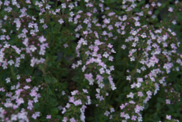 Thymus  citriodorusCitroentijm bestellen